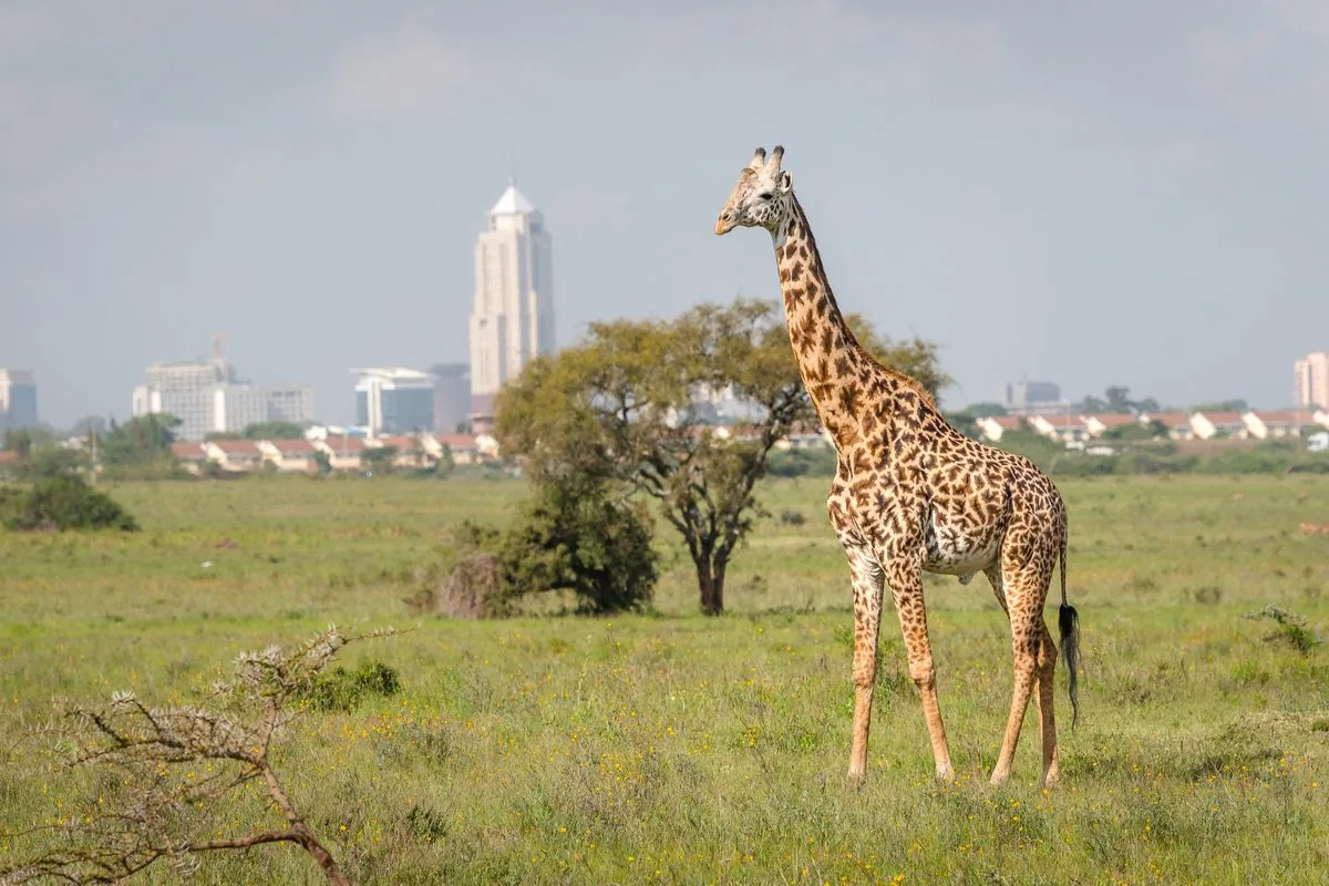 Nairobi City & Wildlife Experience