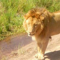 Maasai Mara vs Amboseli