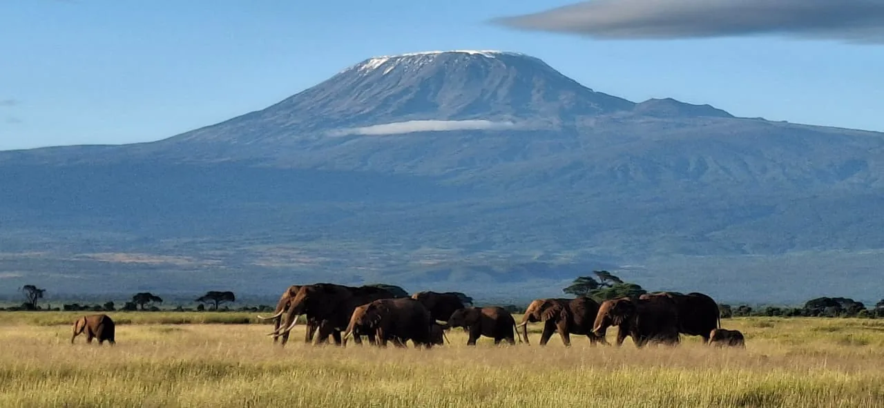 Amboseli Safari