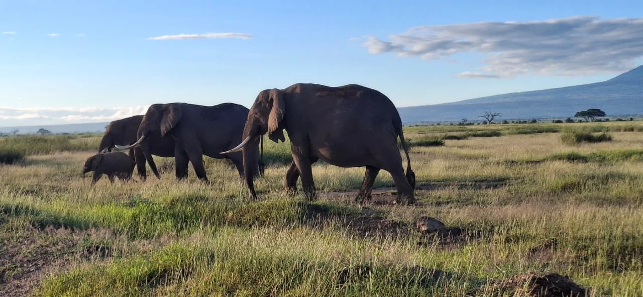 Amboseli Safari