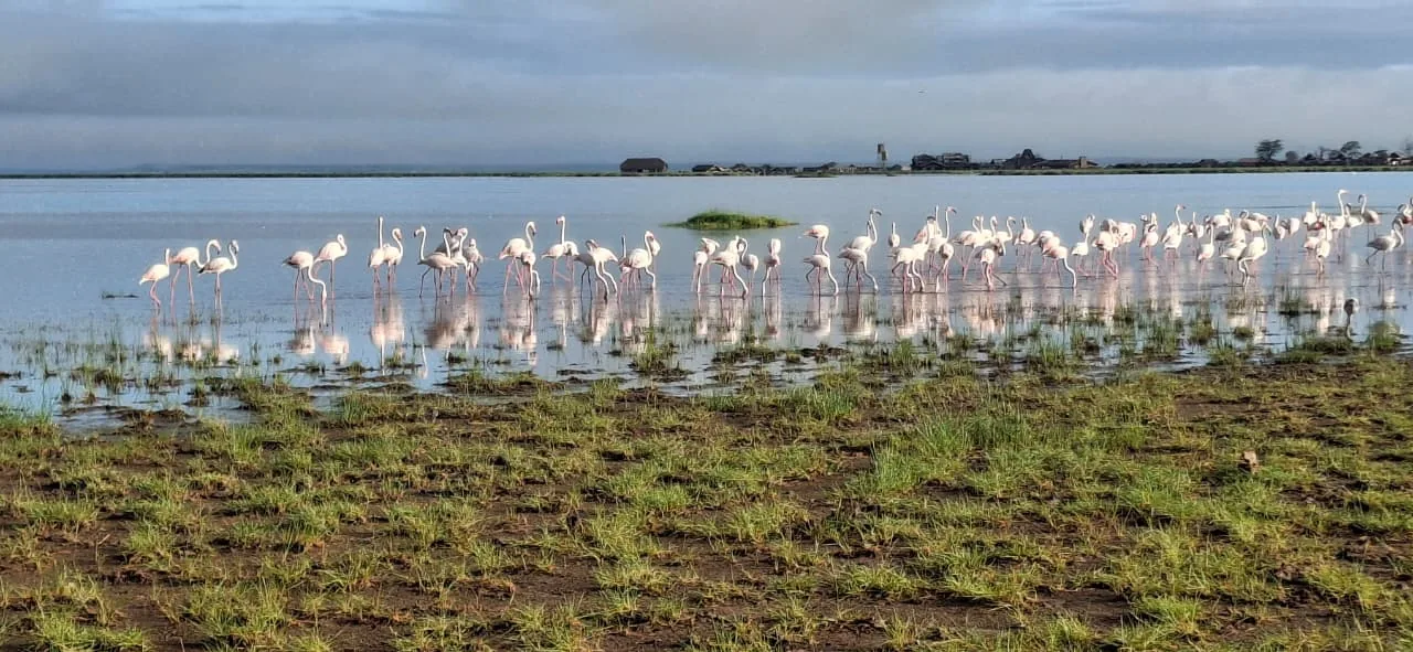 Amboseli Safari