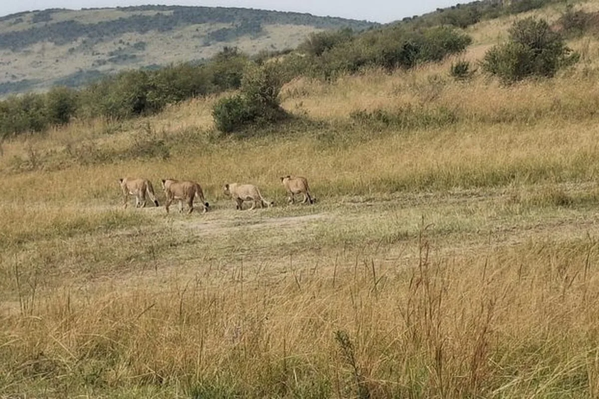Maasai Mara