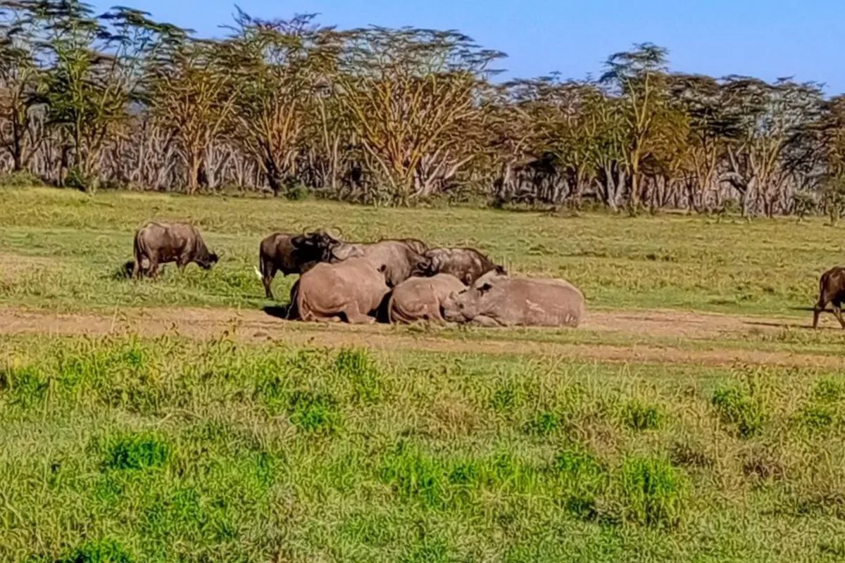 Lake Nakuru