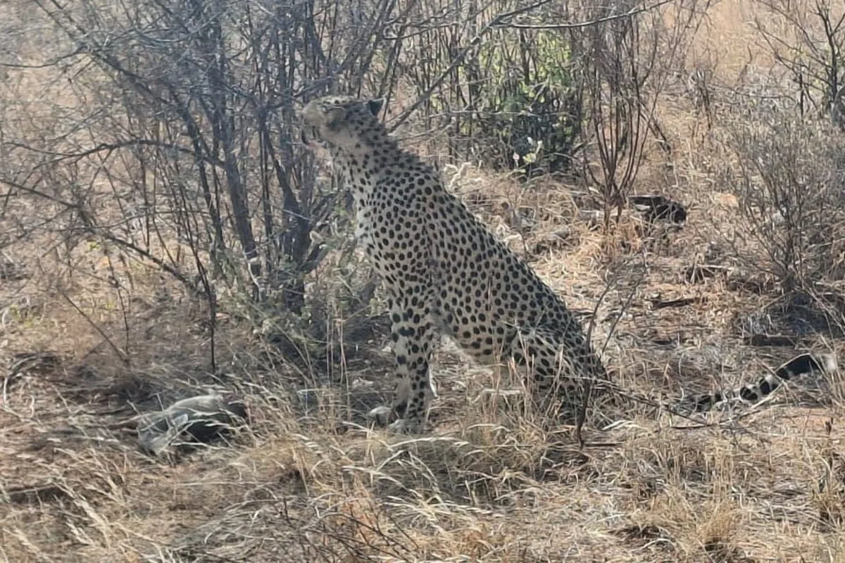 Samburu