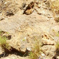 Kenya Safari Cost