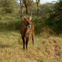 Kenya Coast vs Safari