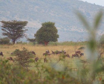 Best Time to Visit Kenya for a Safari