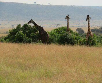 10 Things to Know Before Your First Kenya Safari