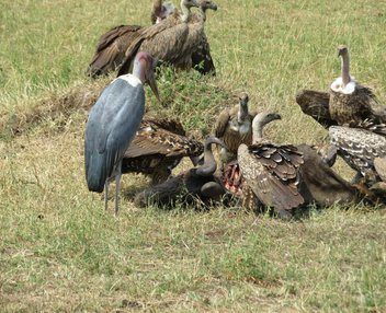 A Complete Guide to Lake Naivasha